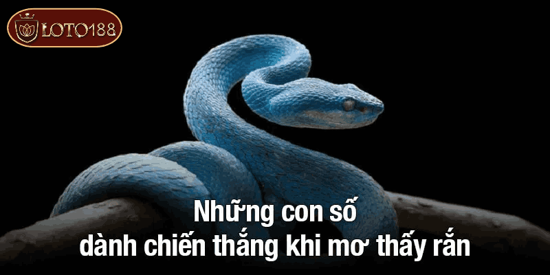 Những con số dành chiến thắng khi mơ thấy rắn