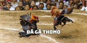 đá gà thomo